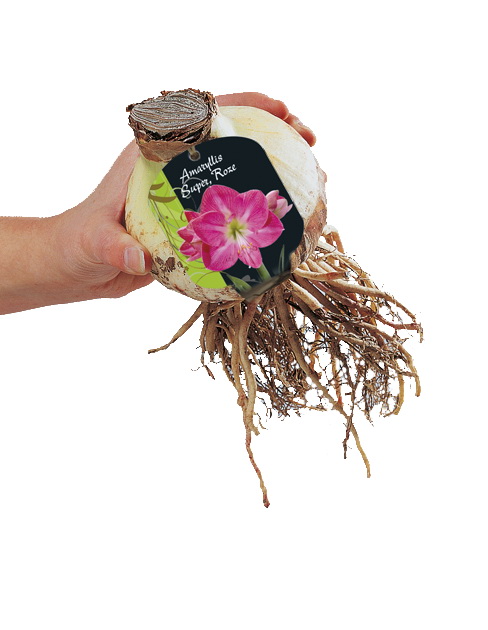 Amaryllis DONKERROZE - 1 pc