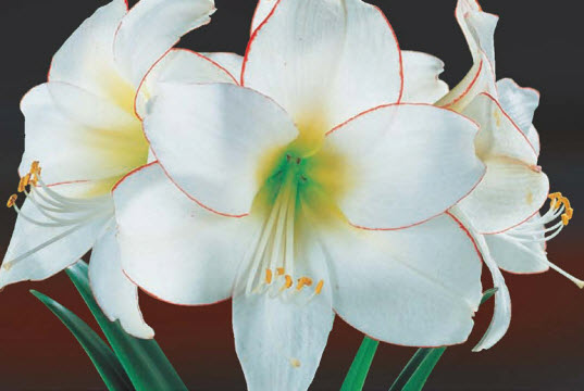 Amaryllis PICOTEE - 1 pc