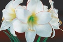 #Amaryllis PICOTEE - 1 st