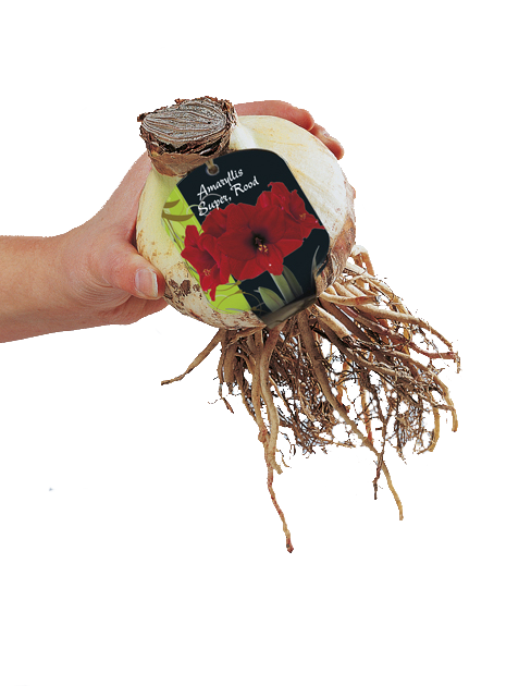 Amaryllis - Rood - 1 st