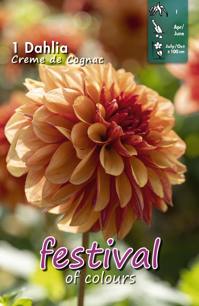 Dahlia Creme de Cognac - 1 st