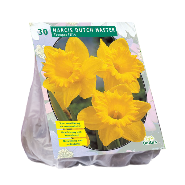 Jonquille TROMPETTE JAUNE - 20 pcs