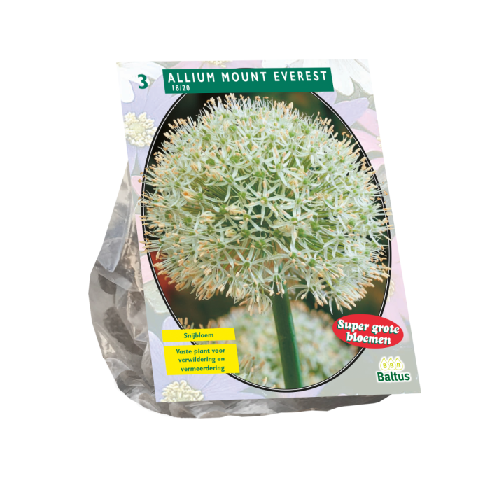 Allium Mount Everest - 3 st