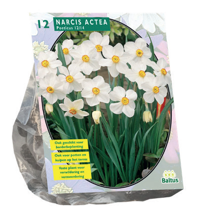 Narcissus Actea - 12 st