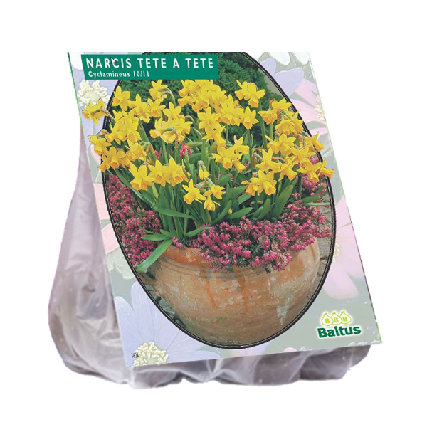 Narcis MINI TÊTE À TÊTE - 20 pcs