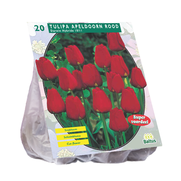 Tulipe APELDOORN ROUGE DARWIN - 20 pcs