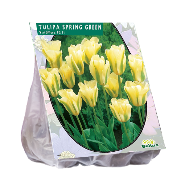 Tulipa SPRING GREEN - 12 pcs