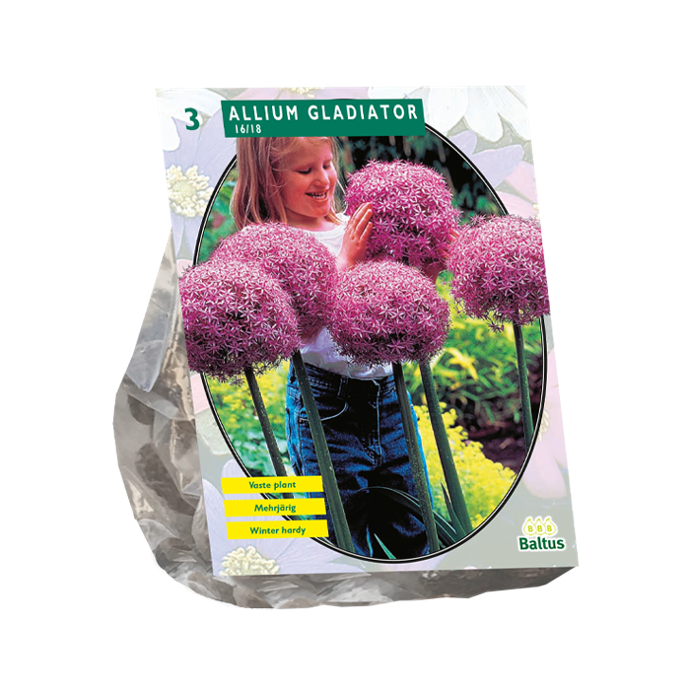Allium GLADIATOR HIS EXCELLENCY - 3 pc (90 cm)