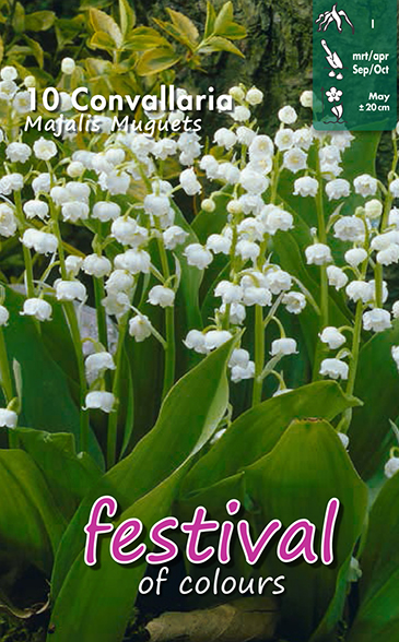 Winter Lily of The Valley / Convallaria Majalis - 10 st