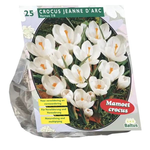 Crocus GRANDES FLEURS BLANCHES - 25 pcs