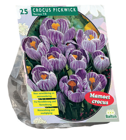 Crocus Grootbloemig Gestreept - 25 st