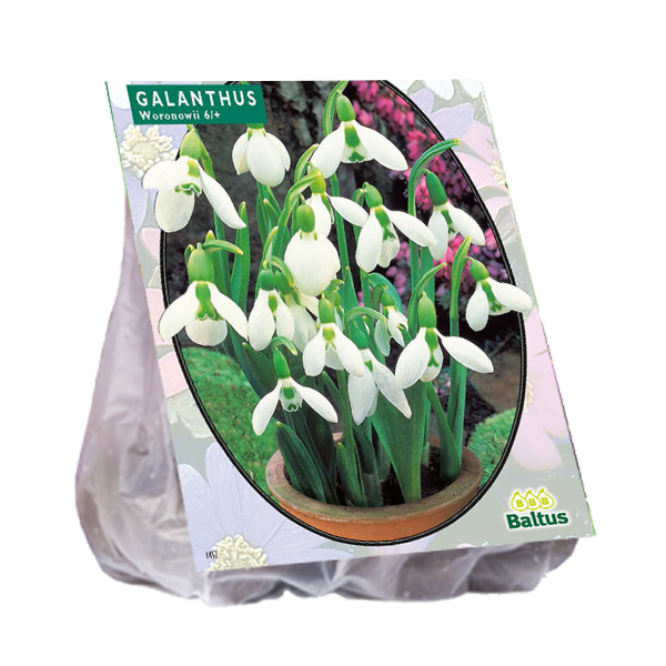 Galanthus WORONOWII - 25 pcs