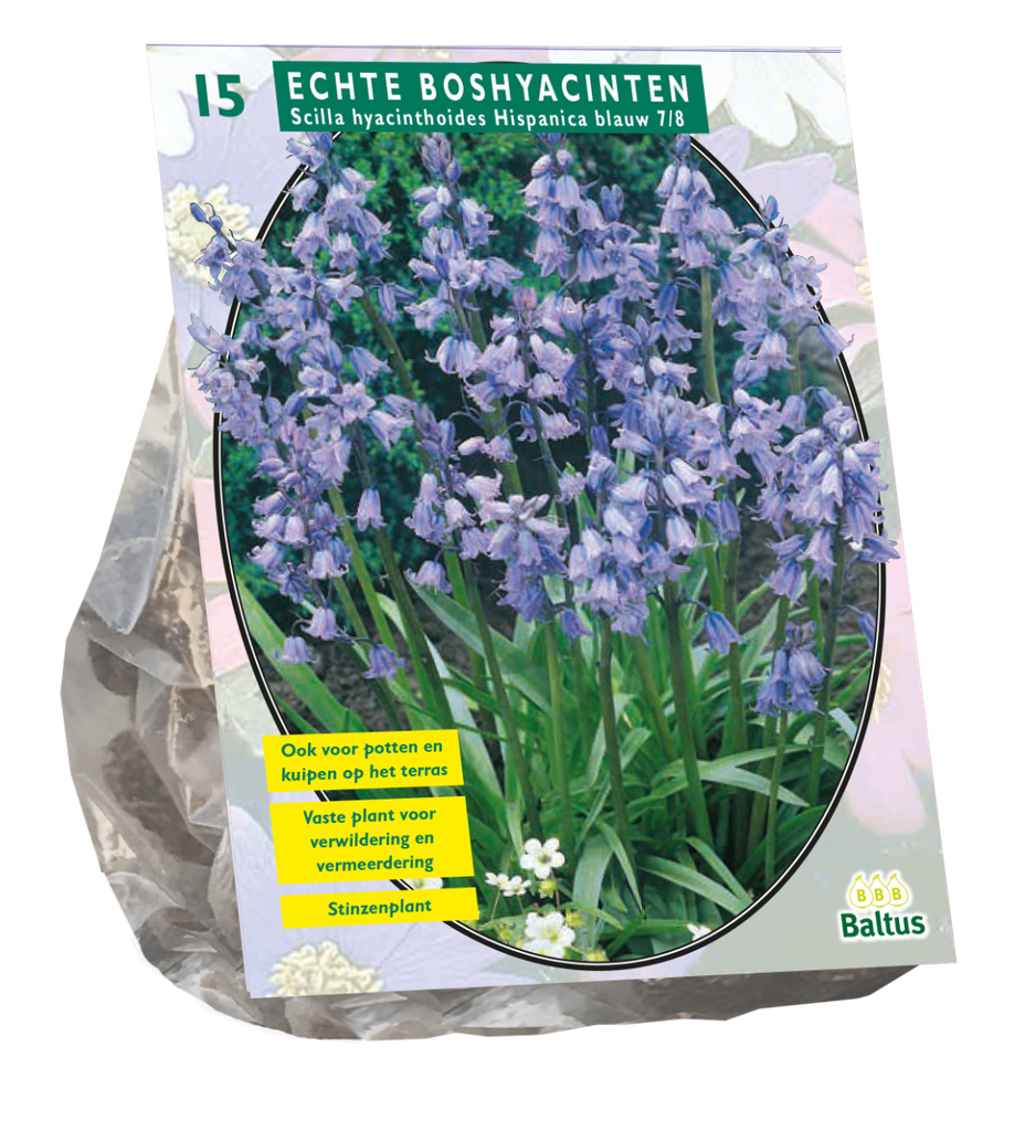 Scilla Hispanica Blauw - 15 st