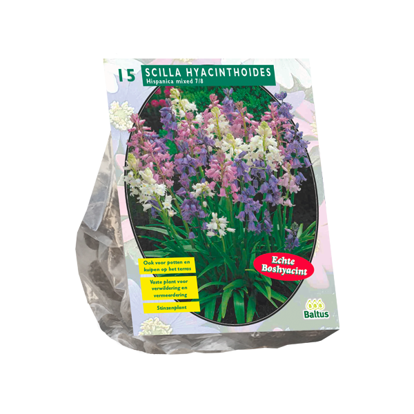Scilla Hispanica Mix - 15 st