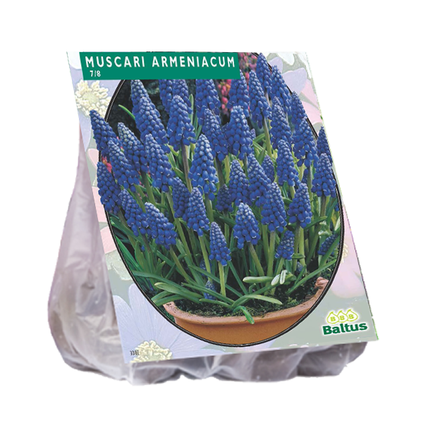 Muscari ARMENIACUM - 100 pcs