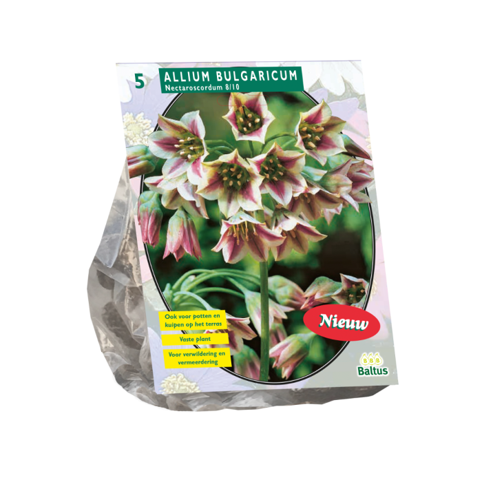 Allium BULGARICUM NECTAROSCORDUM - 5 st