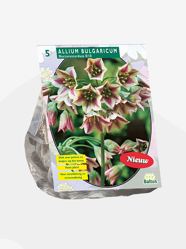 Allium BULGARICUM NECTAROSCORDUM - 5 st