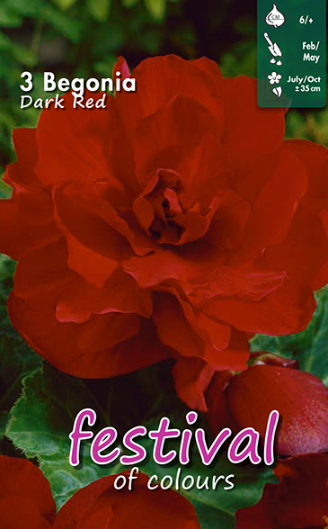 Begonia Dark Red Double - 3 st
