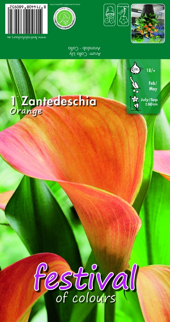 Calla ou zantedeschia ORANGE - 1 pc