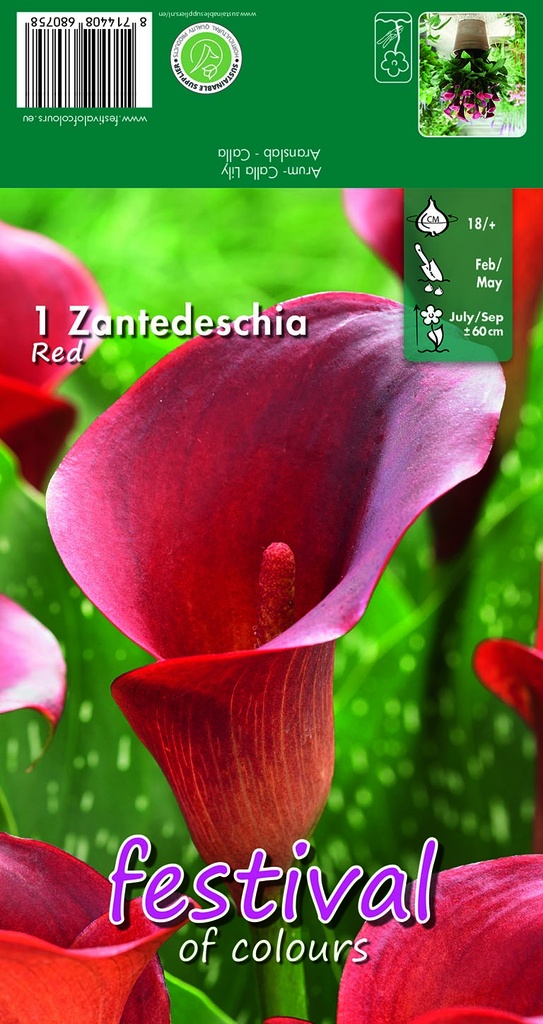 Calla ou zantedeschia ROUGE - 1 pc