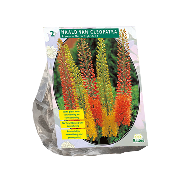 Eremurus Ruiter Hybriden Mix - 2 st