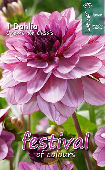 Dahlia décoratifs CREME DE CASSIS - 1 pc