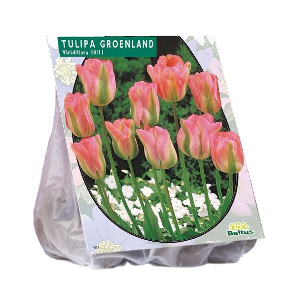 Tulipa GROENLAND, Viridiflora - 20 st