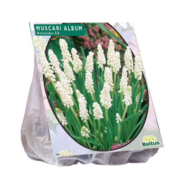 Muscari BOTRYOIDES - 30 st