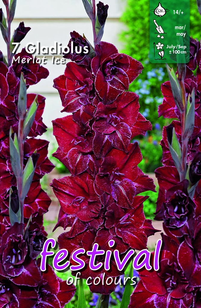 Gladiool Merlot Ice - 7 st
