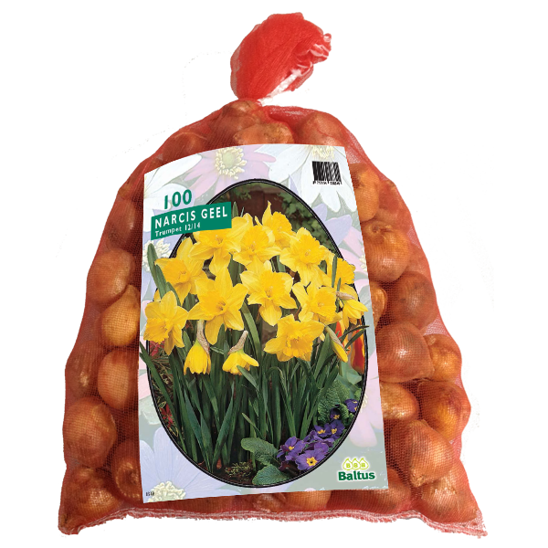Narcissus Trumpet Geel - 100 st