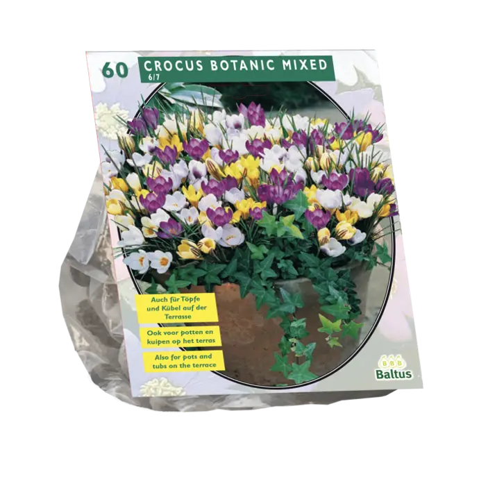 Crocus Botanisch Mix - 60 st