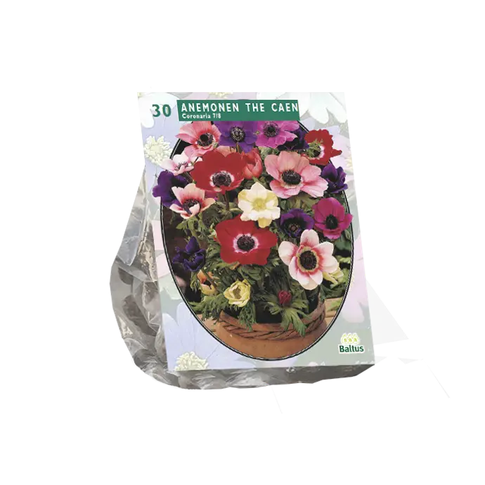 Anemone DE CAEN mix - 30 pc