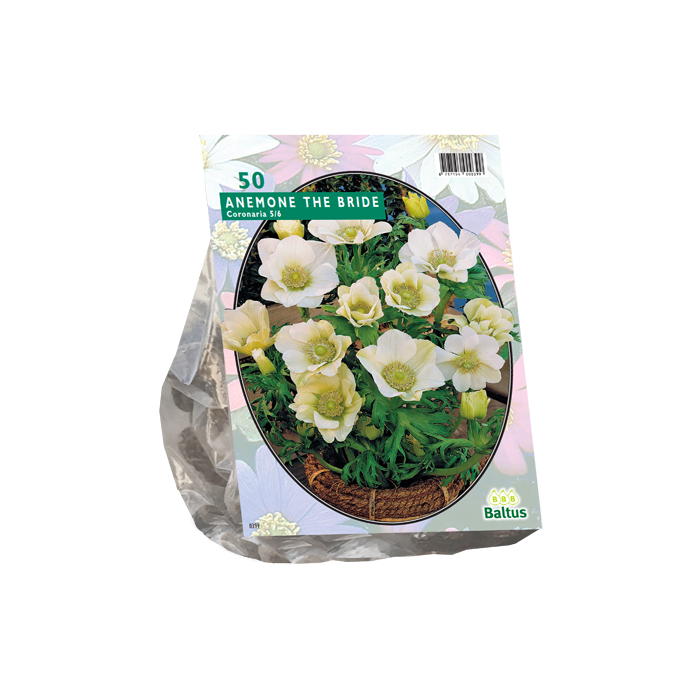 Anemone BLANC - 50 pc