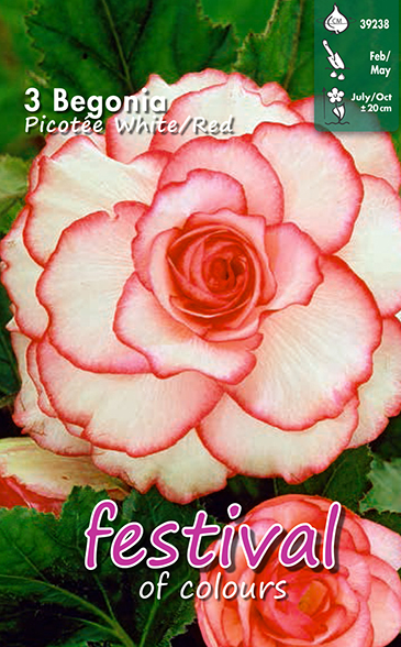Begonia picotee WIT ROOD - 3 st
