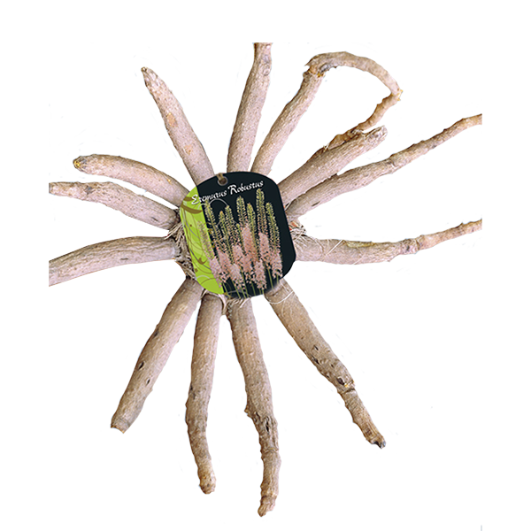 Eremurus robustus ROZE - 1 st