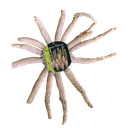 Eremurus Robustus Pink - 1 st