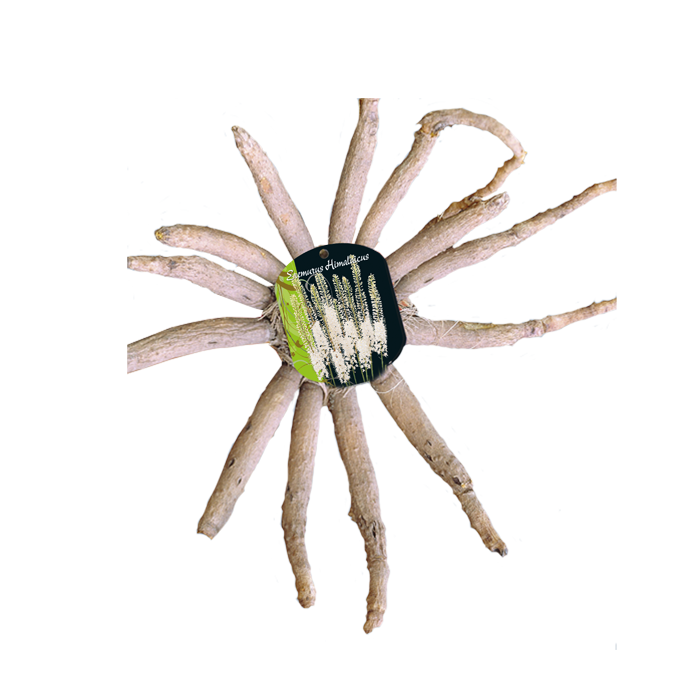 Eremurus himalaicus WIT - 1 st