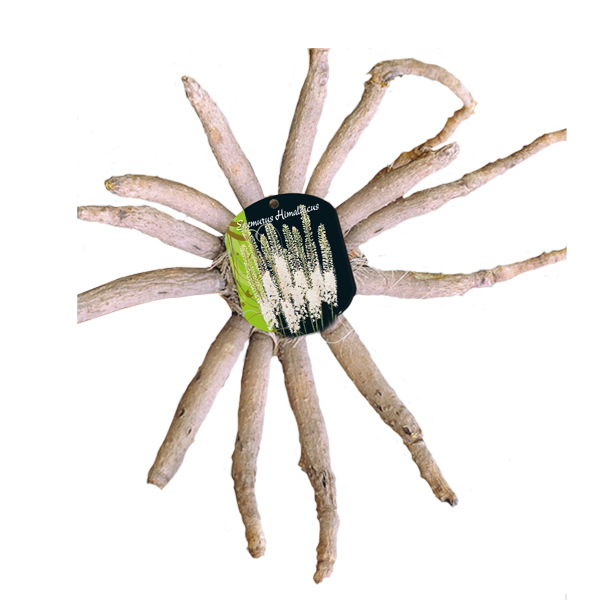 Eremurus himalaicus WIT - 1 st