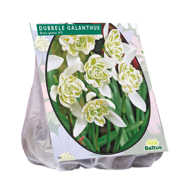 Galanthus Nivalis Flore Pleno - 10 st