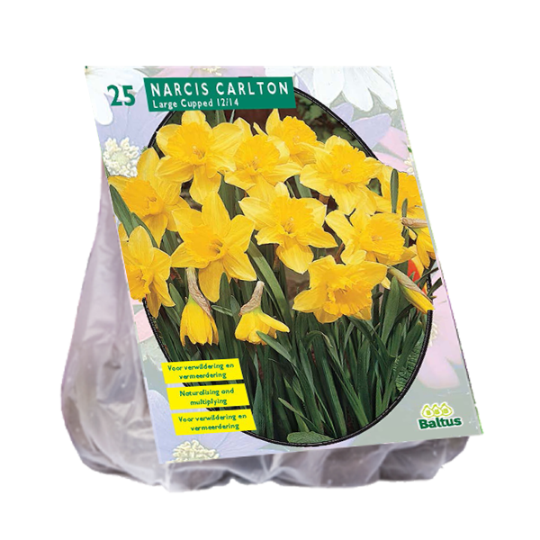 Narcis CARLTON - 20 pcs