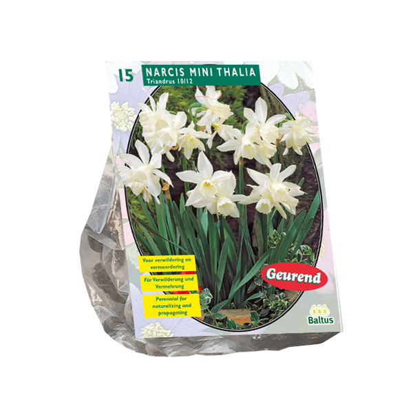 Narcis Mini THALIA - 25 pc