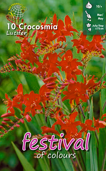 Crocosmia LUCIFER - 10 pc