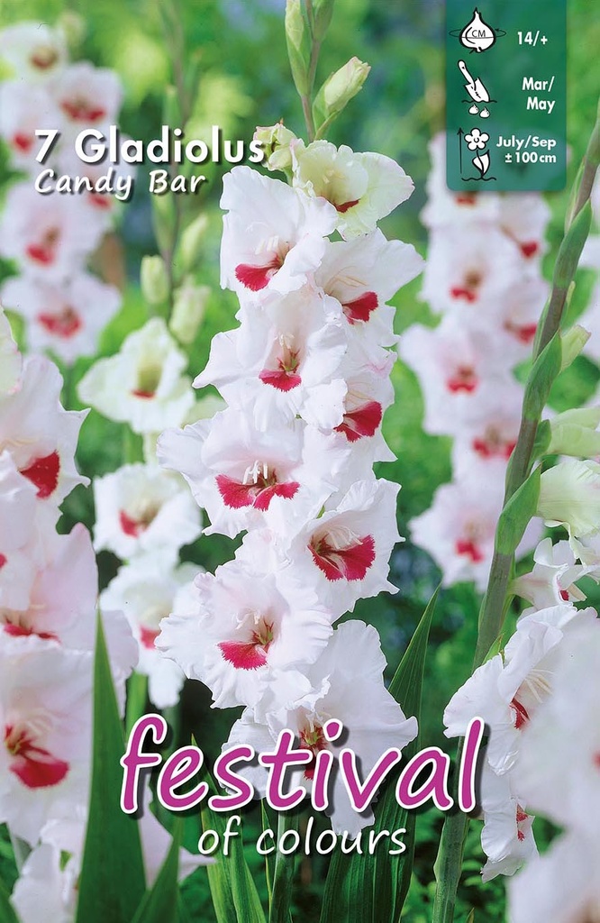 GLADIOOL Candy Bar, 7 ST