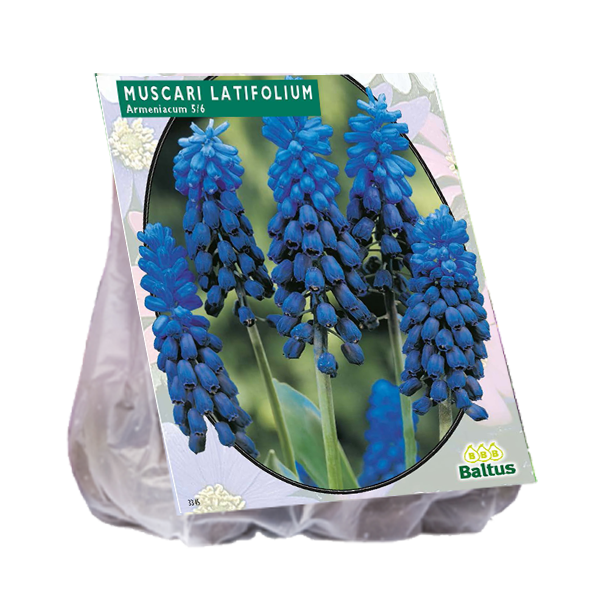 Muscari Latifolium - 40 st