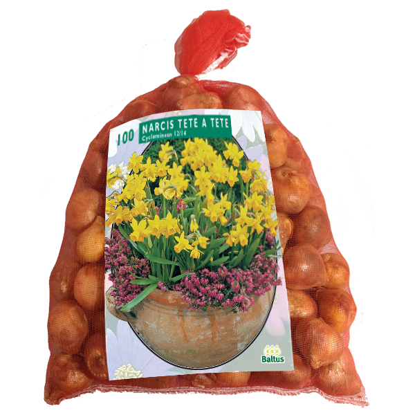 Narcis MINI TÊTE À TÊTE - 100 pcs