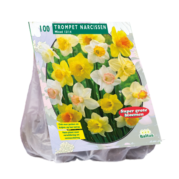 Narcis TROMPET MIX - 100 pc