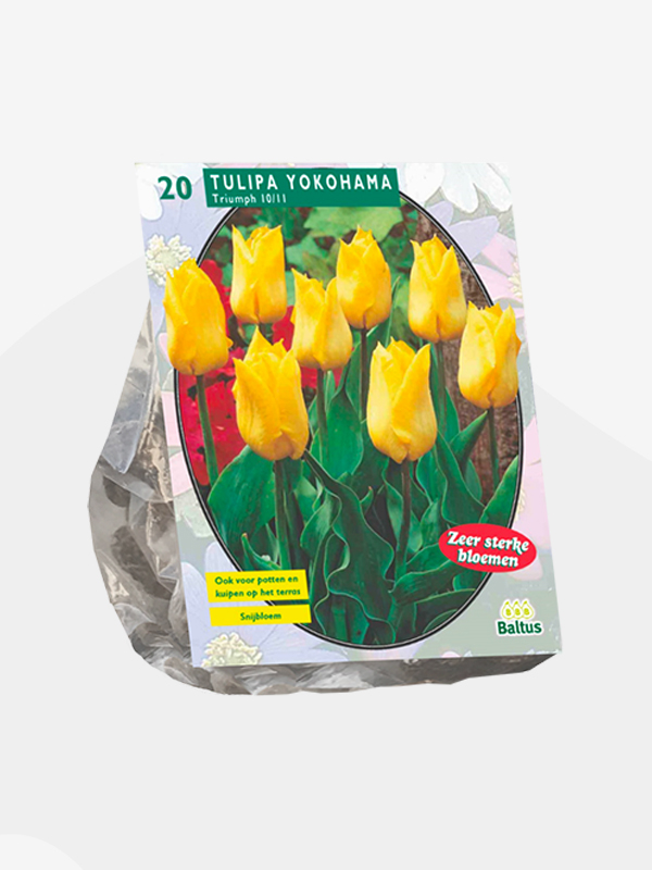 Tulipa YOKOHAMA - 20 pcs