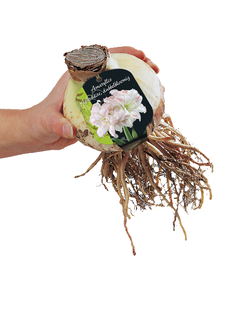 Amaryllis BLANC - 1 pc