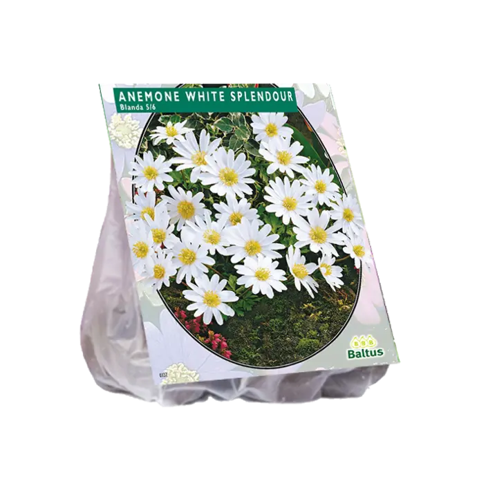 Anemone BLANDA WHITE - 30 pc