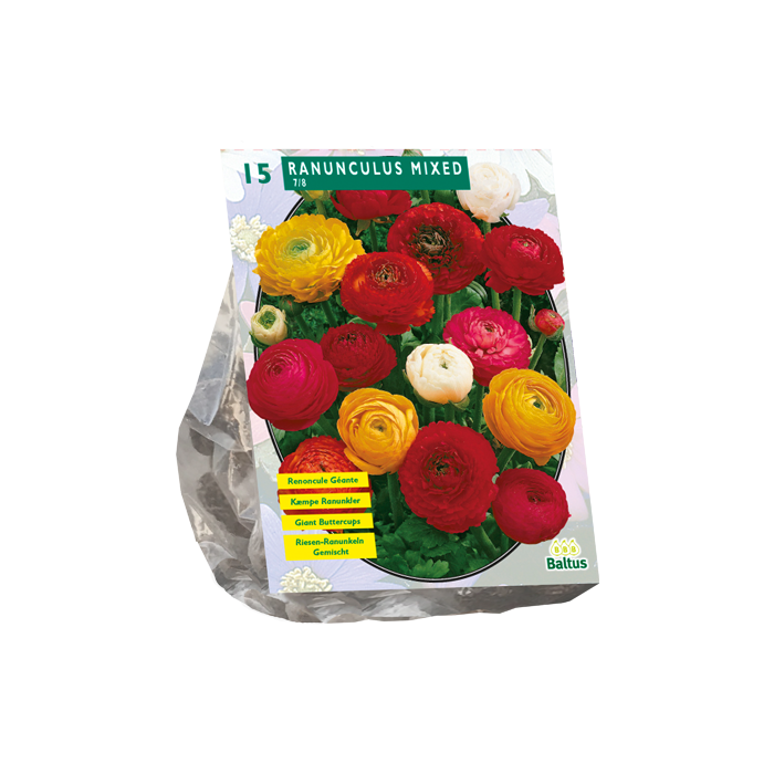 Ranonkel Mix - 15 st